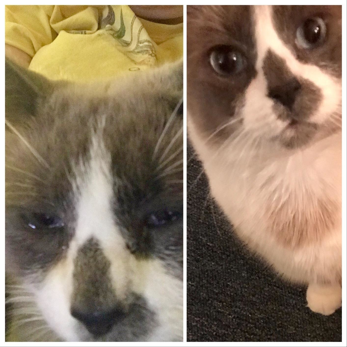 Reviewer&#x27;s before and after photos showing the drops helped treat their cat&#x27;s watery eyes and inflamed nose