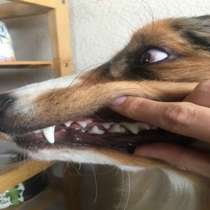 Reviewer's photo of their dog's teeth looking white after using the tartar remover