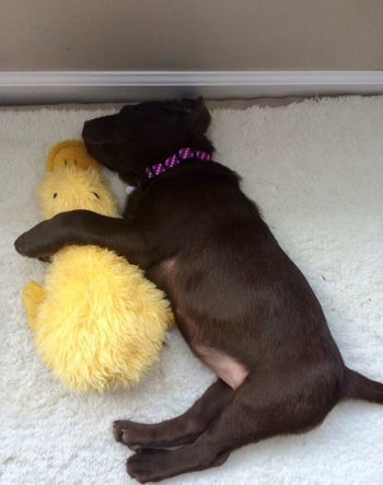 Reviewer photo of their puppy sleeping with the stuffed yellow duck