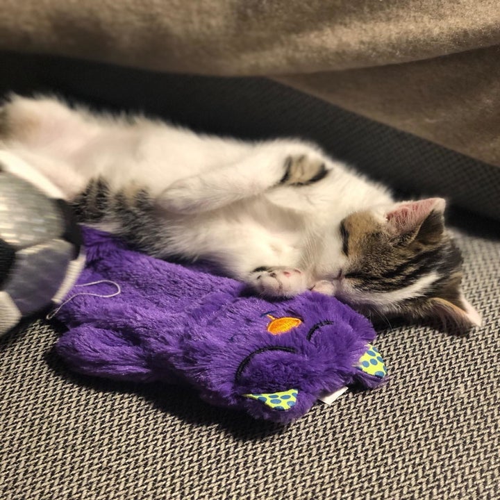 Different reviewer's kitten snuggling with the purple toy
