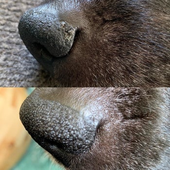 A customer review before and after showing the balm got rid of their dog's dry skin on its nose