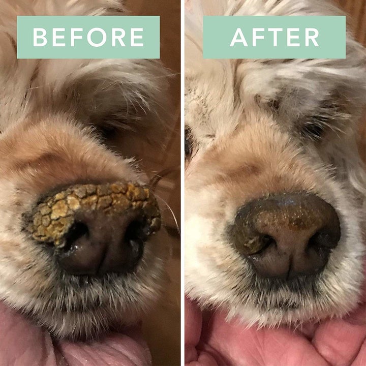 Before and after photo showing the balm took a dog's snout from crusty and dry to moisturized