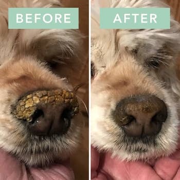 A before and after photo showing the balm took a dog's snout from crusty and dry to moisturized