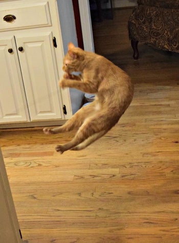 Same reviewer's cat jumping in the air to grab the toy