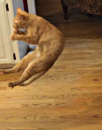 another reviewer's cat jumping in the air to grab the toy