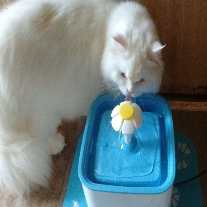 reviewer photo showing their white cat drinking from the fountain