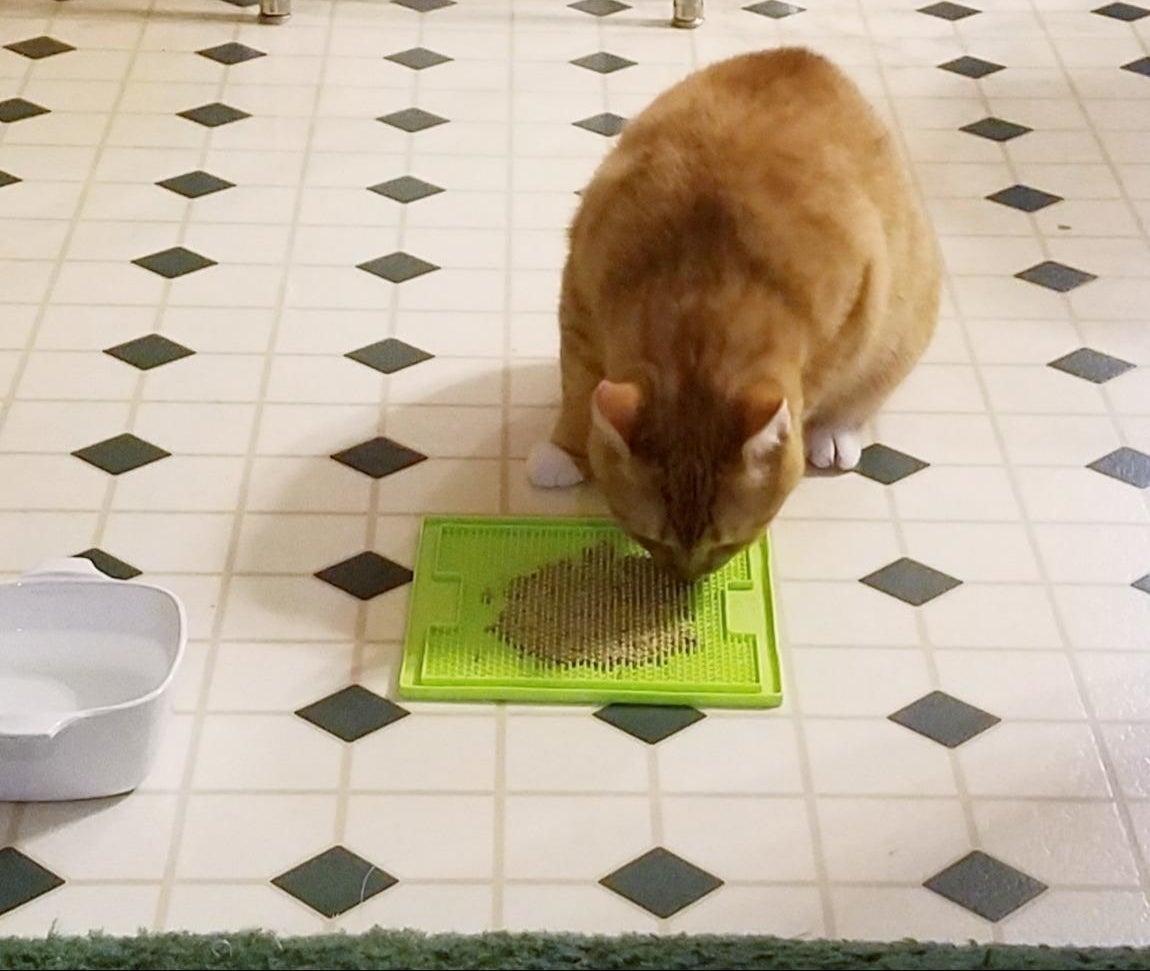 cat eats from square mat