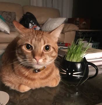 cat poses with grass growing out of a cat mug 