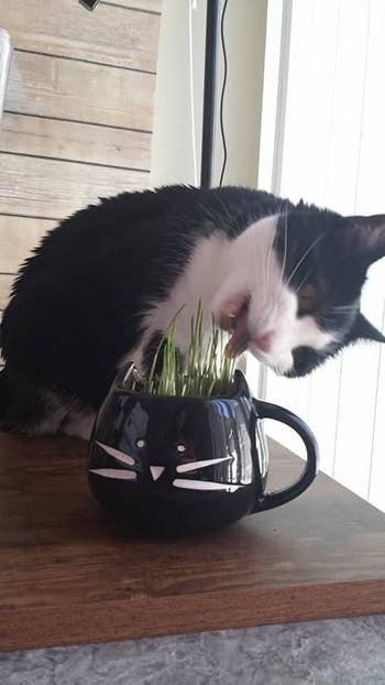 Cat nibbling grass from a mug designed with a cat face on a wooden ground