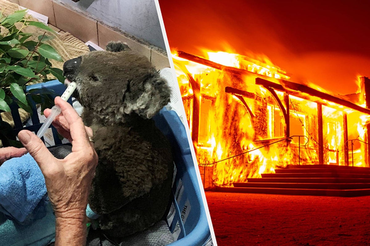 オーストラリアでは約350匹のコアラが死んだ 世界中で起きている山火事被害の実態