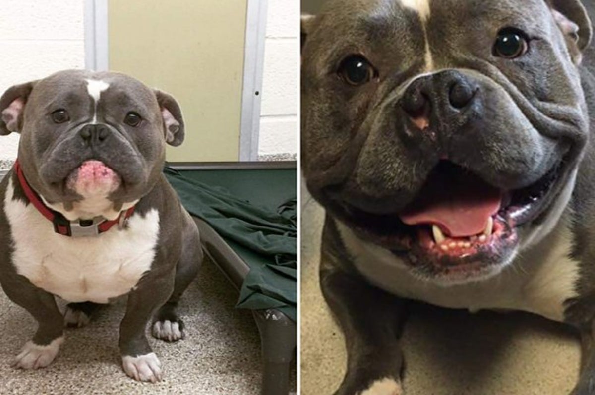 里親と暮らし始めた犬のビフォーアフター写真が泣ける 里親と暮らし始めた犬のビフォーアフター写真が泣ける