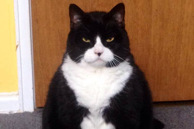 17 Cat Tweets That Prove They Re Jerks But In A Funny Way