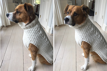 chris evans dog sweater