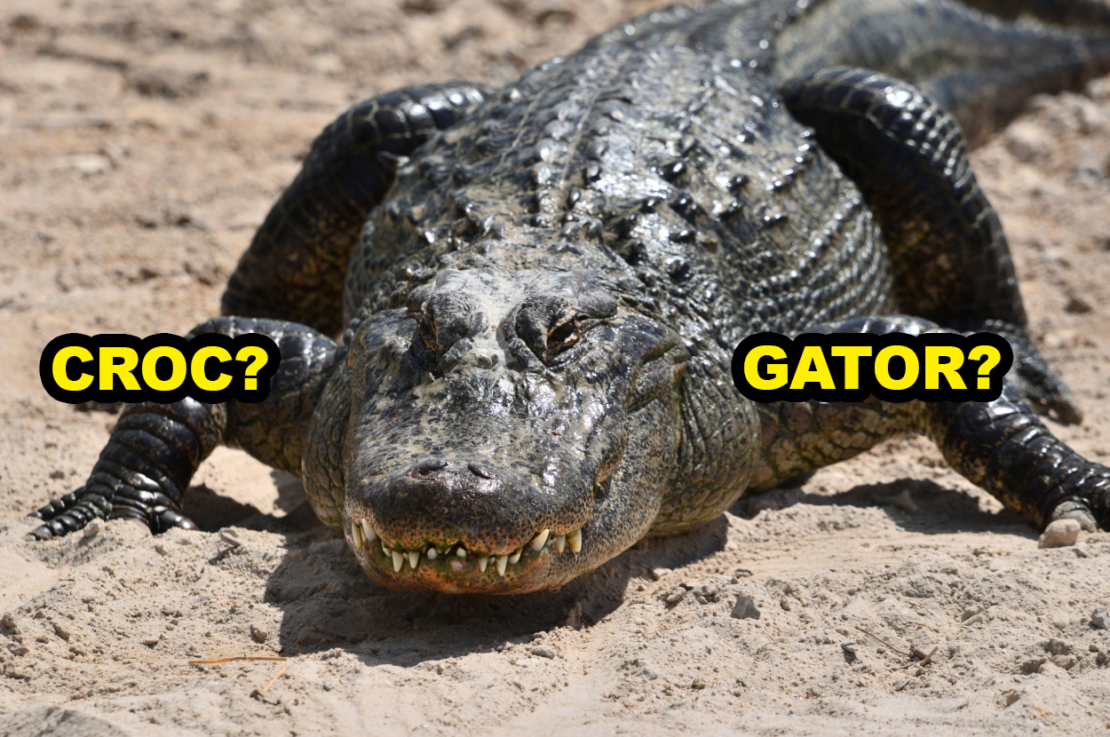 Crocodile Or Alligator — Can You Tell The Difference?