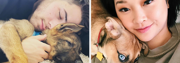 The 15 Cutest Celebrity Dogs - Celebrity Dogs on Instagram