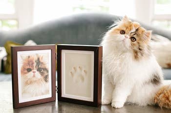 Cat sitting beside hinged frame with photo of the cat and their paw print
