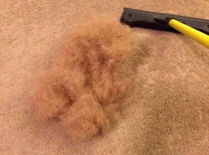 a pile of dog fur a person brought up from the carpet using the squeegee 