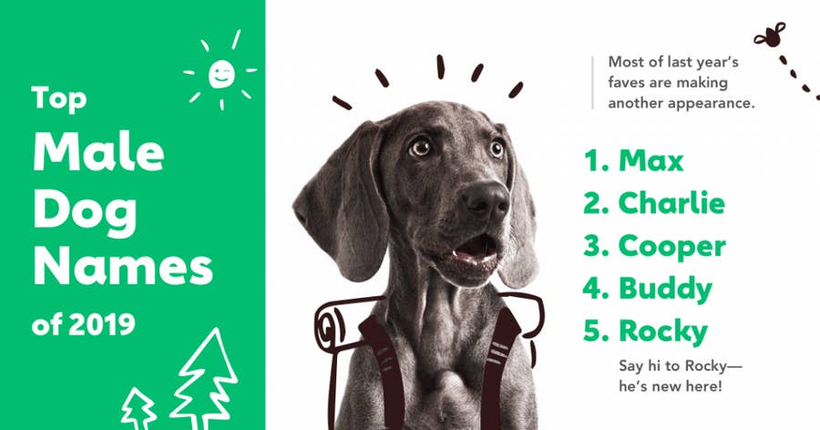 The Most Popular Dog Names Of 2019 Are Both Surprising And