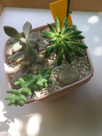 Reviewer image of the sticky trap placed in a mini succulent garden pot