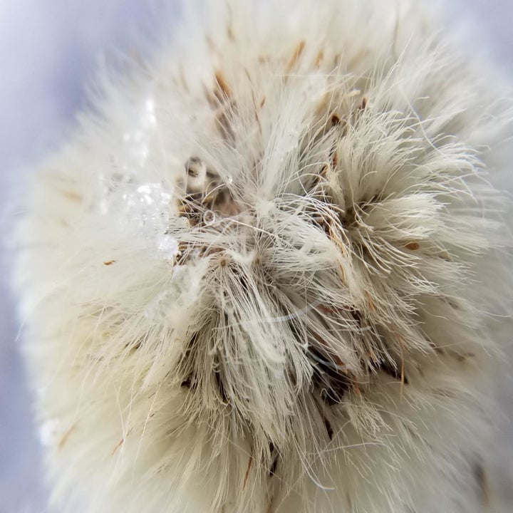 Extremely close-up shot of a dandelion