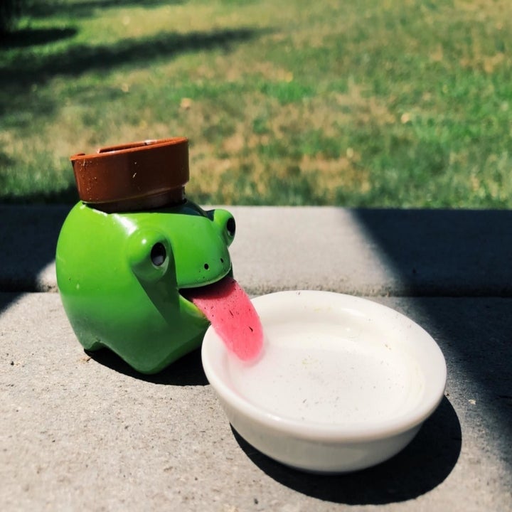 Reviewer image of the planter using its tongue to soak up water from a bowl