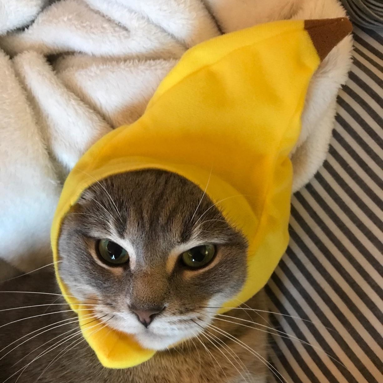 Cat wearing a banana hat