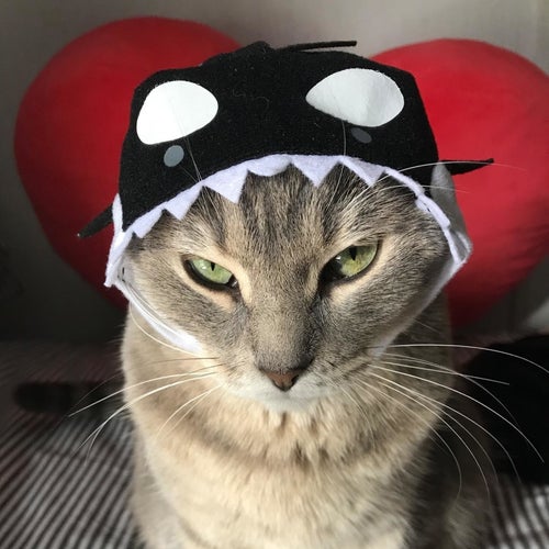 Cat wearing an orca hat