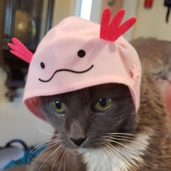 Cat wearing an axolotl hat