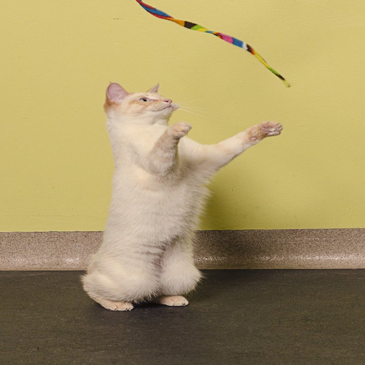 25 Of The Best Gifts For Pets You Can Get At Walmart