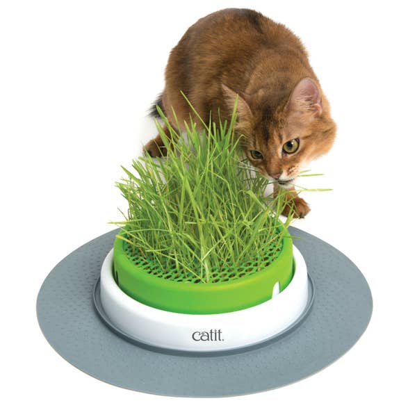 25 Of The Best Gifts For Pets You Can Get At Walmart