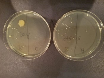 A reviewer showing petri dishes from a phone before and after sanitizing (with way fewer germ colonies after)