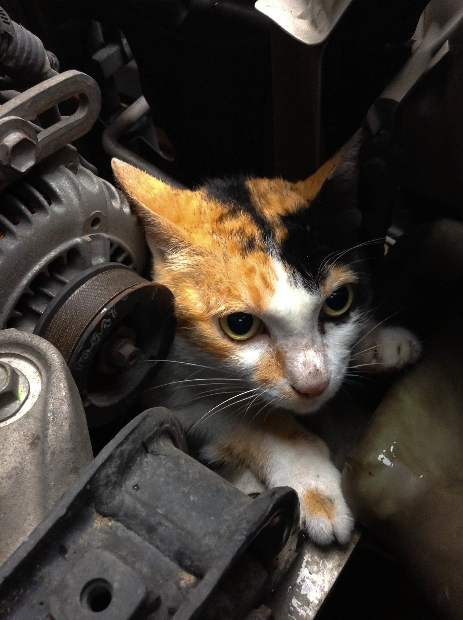 たったひとつの小さな行動が 小さな命を救う 猫バンバン のこと 覚えてますか