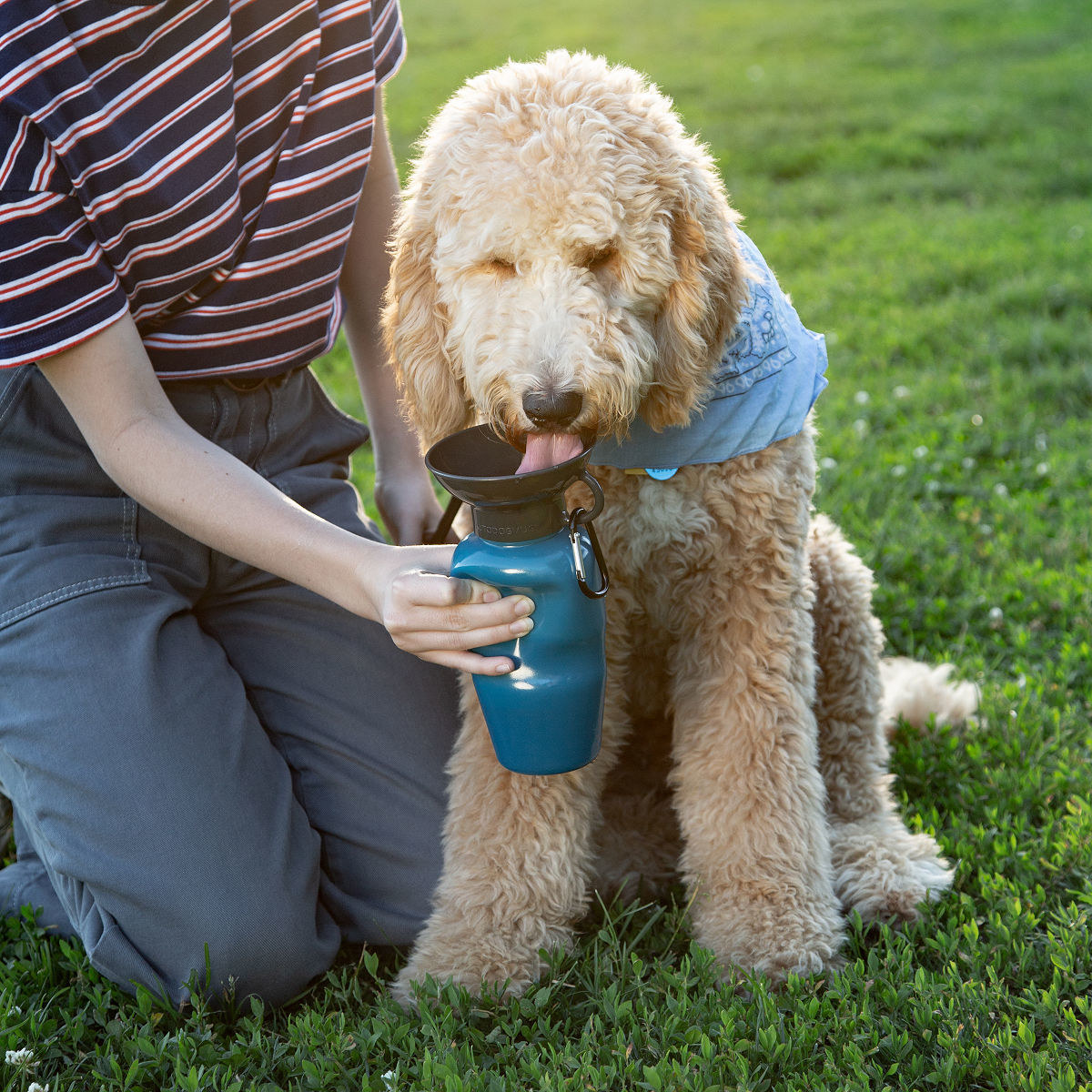 A dog drinking from the bottle, which has a top that makes it easier for dogs to lap up water