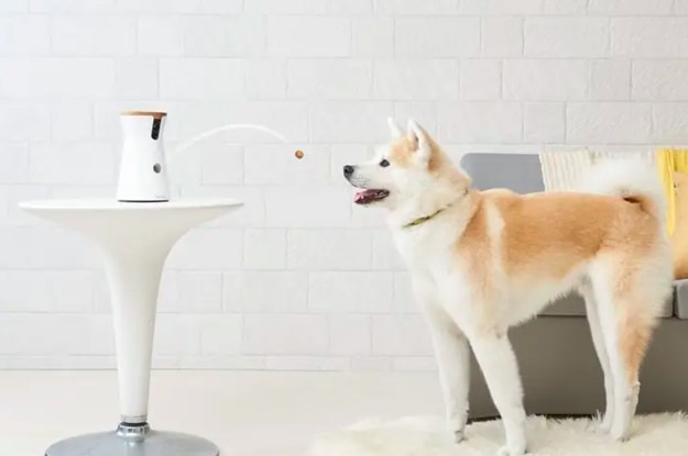 Furbo (A Treat-Dispensing Camera) Is A Great Gift For Dog Owners And It's Almost Half Off Right Now