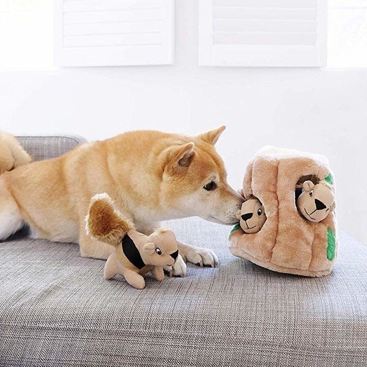 a dog sitting on a couch sniffing one of the squirrels