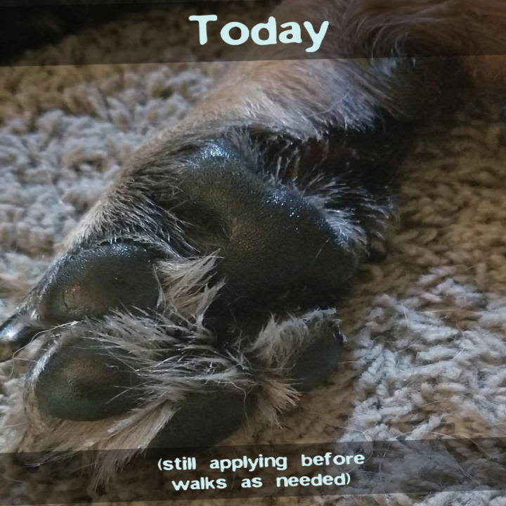 a healthy looking paw after the product had been applied for a few weeks