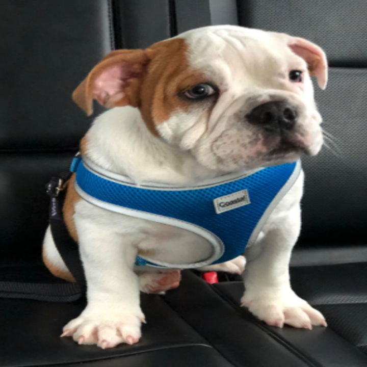 a puppy sitting in the car strapped in with the seatbelt