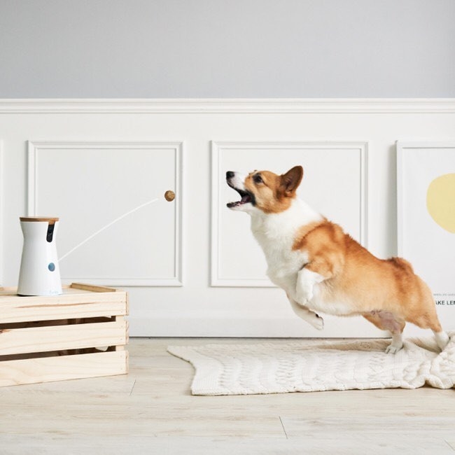 a small dog leaping in the air for a treat dispersed by the furbo