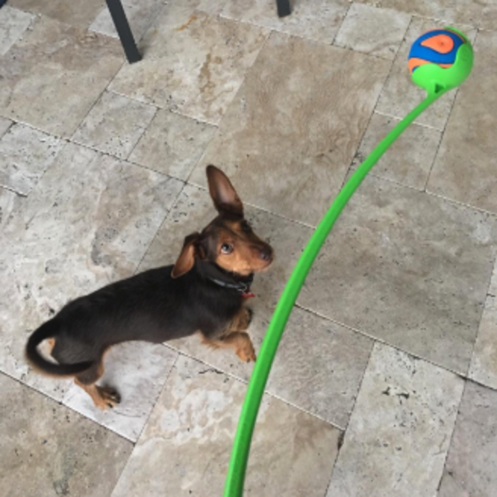 a small dog patiently waiting for the ball to be launched from the green ball launcher