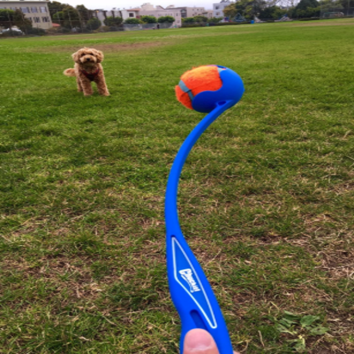 a dog in the distance waiting for the ball to be launched from the blue ball launcher