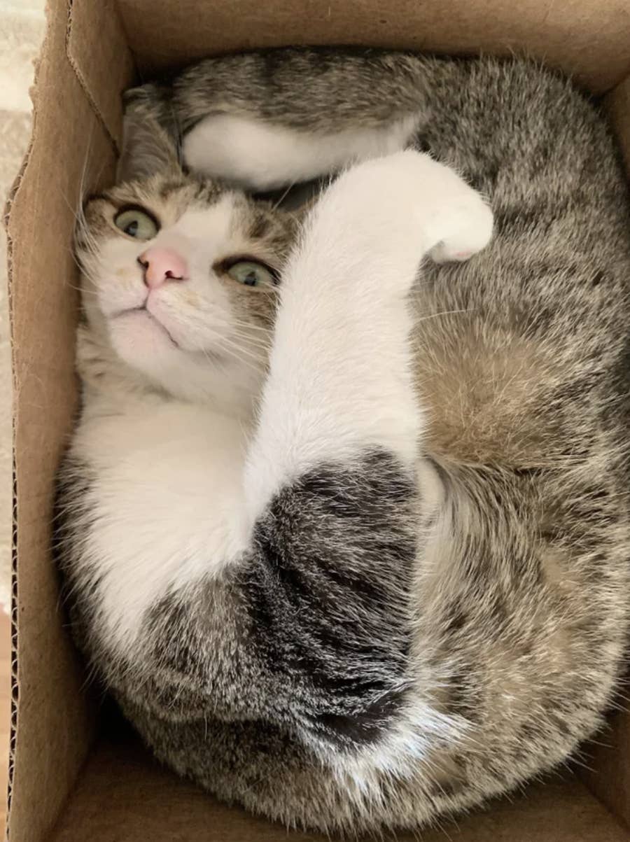 おいおい こいつら完全に野生を忘れてるぞ 眠り方を忘れたネコたち