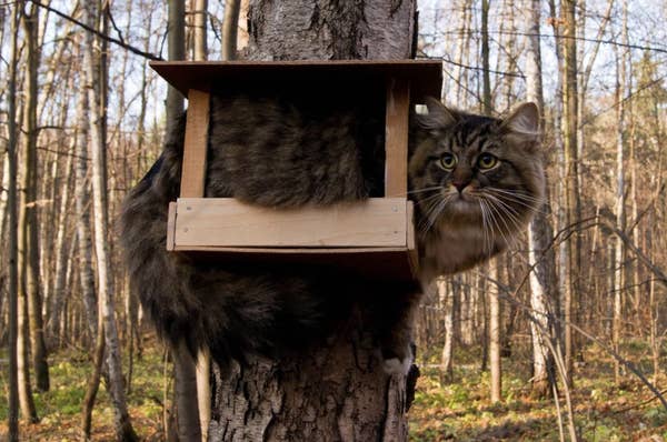 17 Cats Who Decided Where They Wanted To Be And That Was That