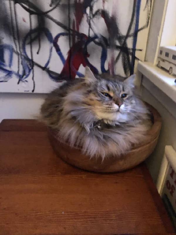 17 Cats Who Decided Where They Wanted To Be And That Was That