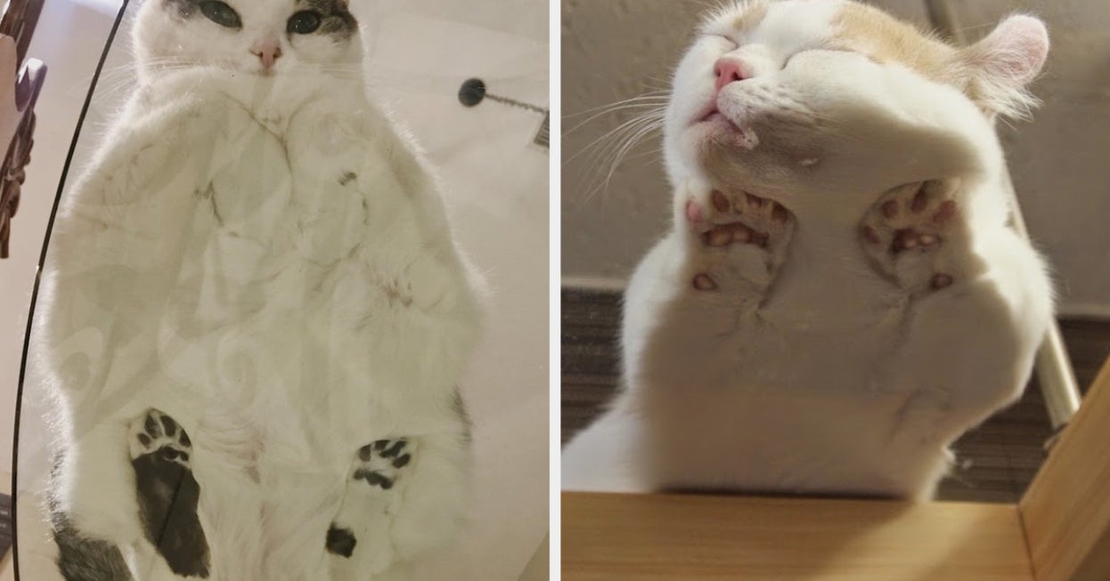 Pictures Of Cats On Glass That Will Never Stop Being Cute