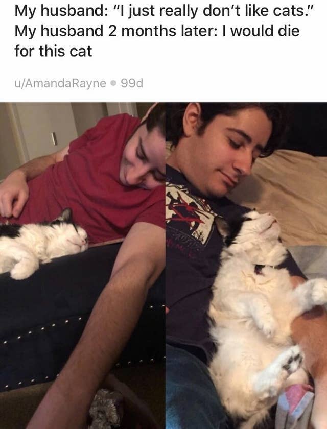 Boyfriends And Husbands Who Fell In Love With The Cats They Never