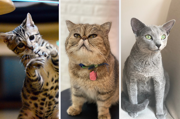 If You Can Get A 7/10 On This Quiz, You Officially Know Everything About Cats