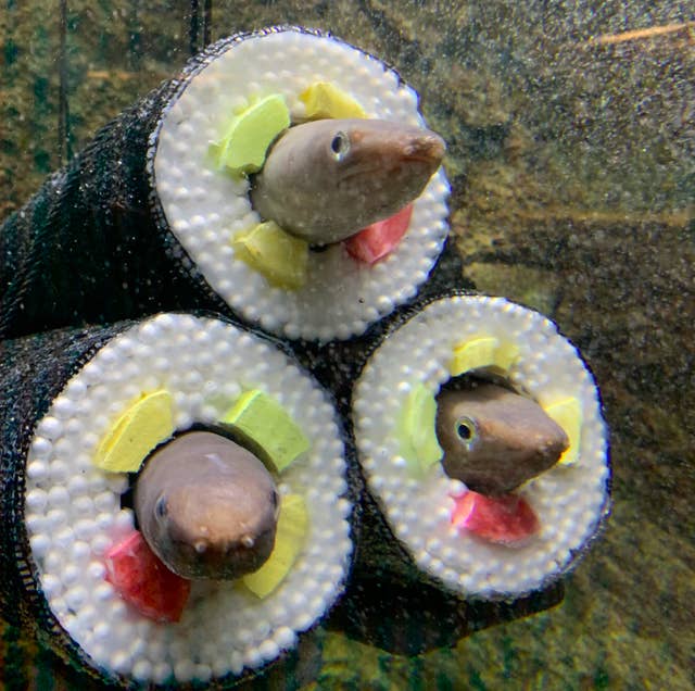 食べられないアナゴの恵方巻って 習性を利用した水族館の展示がキュート