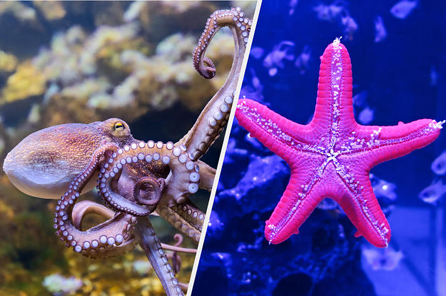 We're Not Calling You Spineless But Everyone Is One Of These Invertebrates â€” What Are You?