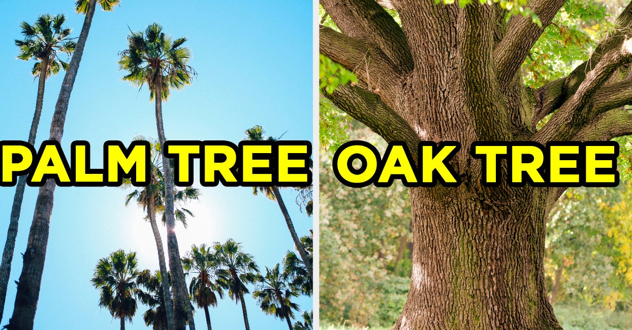 Those are trees