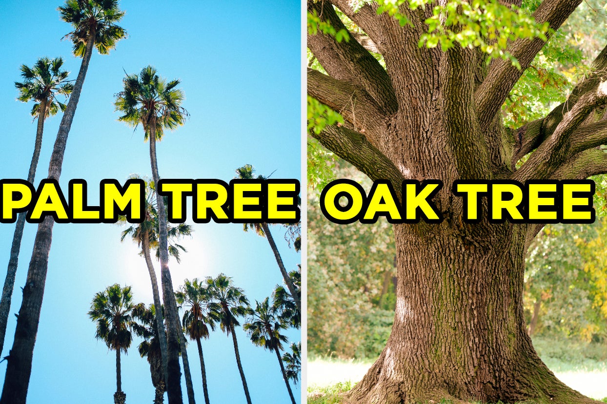 Everyone Has A Tree That Matches Their Personality â€” Here's Yours